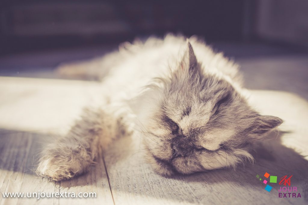 prestataires de mariage photgraphe bordeaux